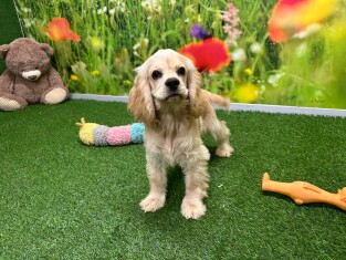 American Cocker Spaniel female 028011254