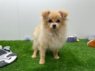 Miniature Spitz male 029090215