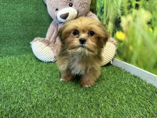 Lhasa Apso female Puppy for sale 029185355