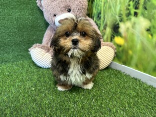 Lhasa Apso female Puppy for sale 029185466