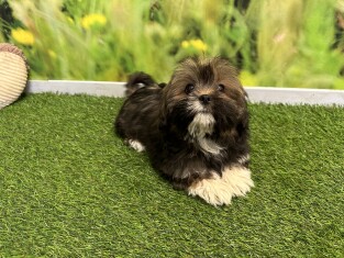 Lhasa Apso female Puppy for sale 029185513
