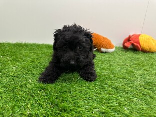 Poodle female Puppy for sale 029974749