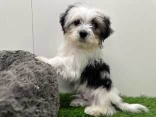 Biewer yorkshire terrier reu 029976715