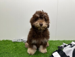 Havanezer reu Puberpup te koop 030278064