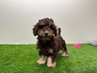 Bichon Havanais male 030278064