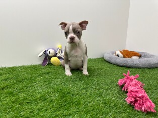 Boston Terrier male Puppy for sale 030477169