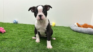 Boston Terrier female 030477192