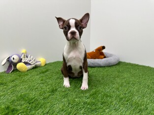 Boston Terrier female Puppy for sale 030477195