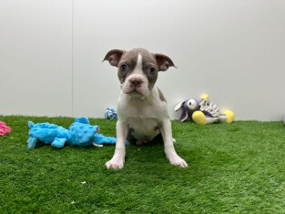 Boston Terrier female Puppy for sale 030477362