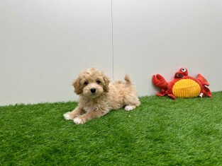 Maltipoo femelle 030479097