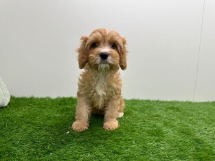 Cavapoo femelle Chiot à vendre 030479158