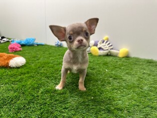 Chihuahua female 030480943