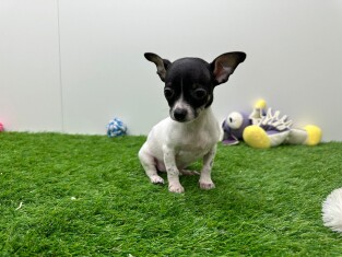 Chihuahua female 030480947
