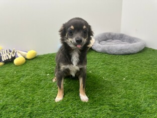 Chihuahua male 030480965