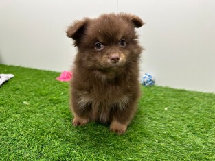 Dwergkees reu Puppy te koop 030481014