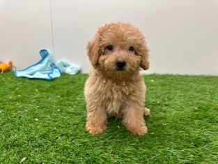 Poodle female Puppy for sale 030484664