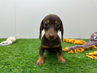 Teckel teefje Puppy te koop 030485272