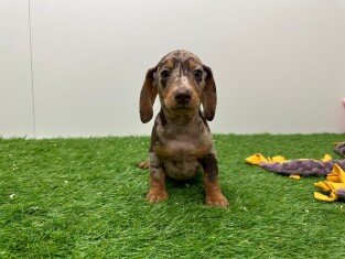 Teckel reu Puppy te koop 030485441