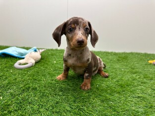 Teckel reu Puppy te koop 030485451