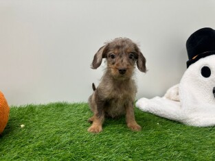 Doxiepoo female Puppy for sale 030821783