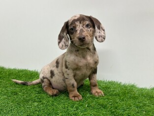 Doxiepoo reu 030821795