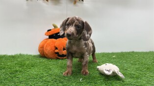Doxiepoo male Puppy for sale 030821807