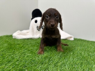 Doxiepoo female Puppy for sale 030821815