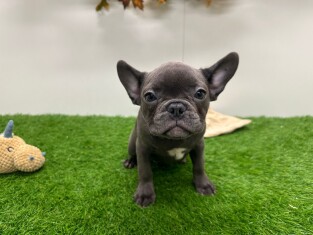 Bouledogue Francais femelle 030821854