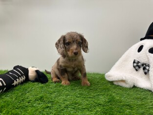 Doxiepoo reu Puppy te koop 030821904