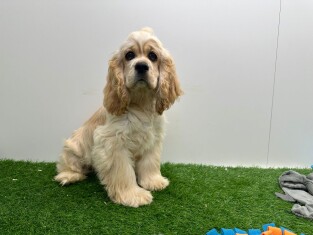 American Cocker Spaniel female 030823572