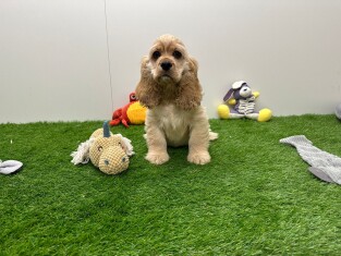 Amerikaanse Cocker Spaniel teefje 030823617