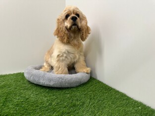 Amerikaanse Cocker Spaniel teefje 030823617