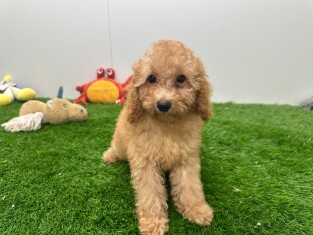 Poodle male Puppy for sale 030823749