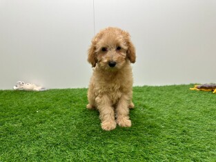 Caniche male 030824552