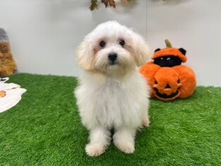 Maltipoo teefje 030826912