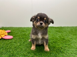 Chihuahua teefje Puppy te koop 031439505