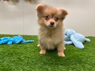 PomChi male Chiot à vendre 031440414