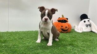 Boston Terrier reu 031441606