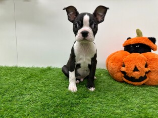 Boston Terrier reu 031441611