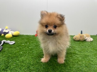 Loulou de Pomeranie male Chiot à vendre 031448019