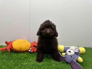 Caniche male Chiot à vendre 031448326