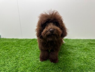 Poodle male Puppy for sale 031448338