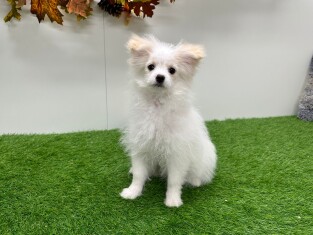 Pom Frise femelle 031449981