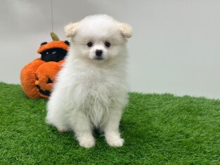 Pom Frise teefje Puppy te koop 031449981