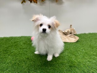 Pom Frise female Puppy for sale 031450007