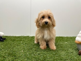 Maltipoo teefje Creme - PUP-ID 032326209 | Dierenhof Debrabandere