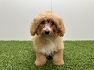 Kruising Maltipoo x Kruising teefje Puppy te koop 032326241