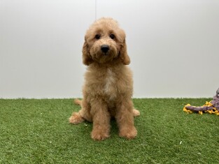 Croise Maltipoo x Croise male Chiot à vendre 032326249
