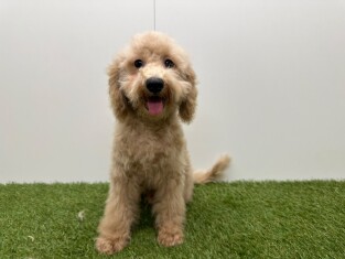 Kruising Poedel x Kruising reu Puppy te koop 032326253