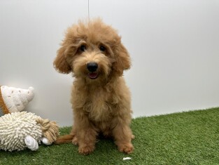 Croise Caniche x Croise male Chiot à vendre 032326269